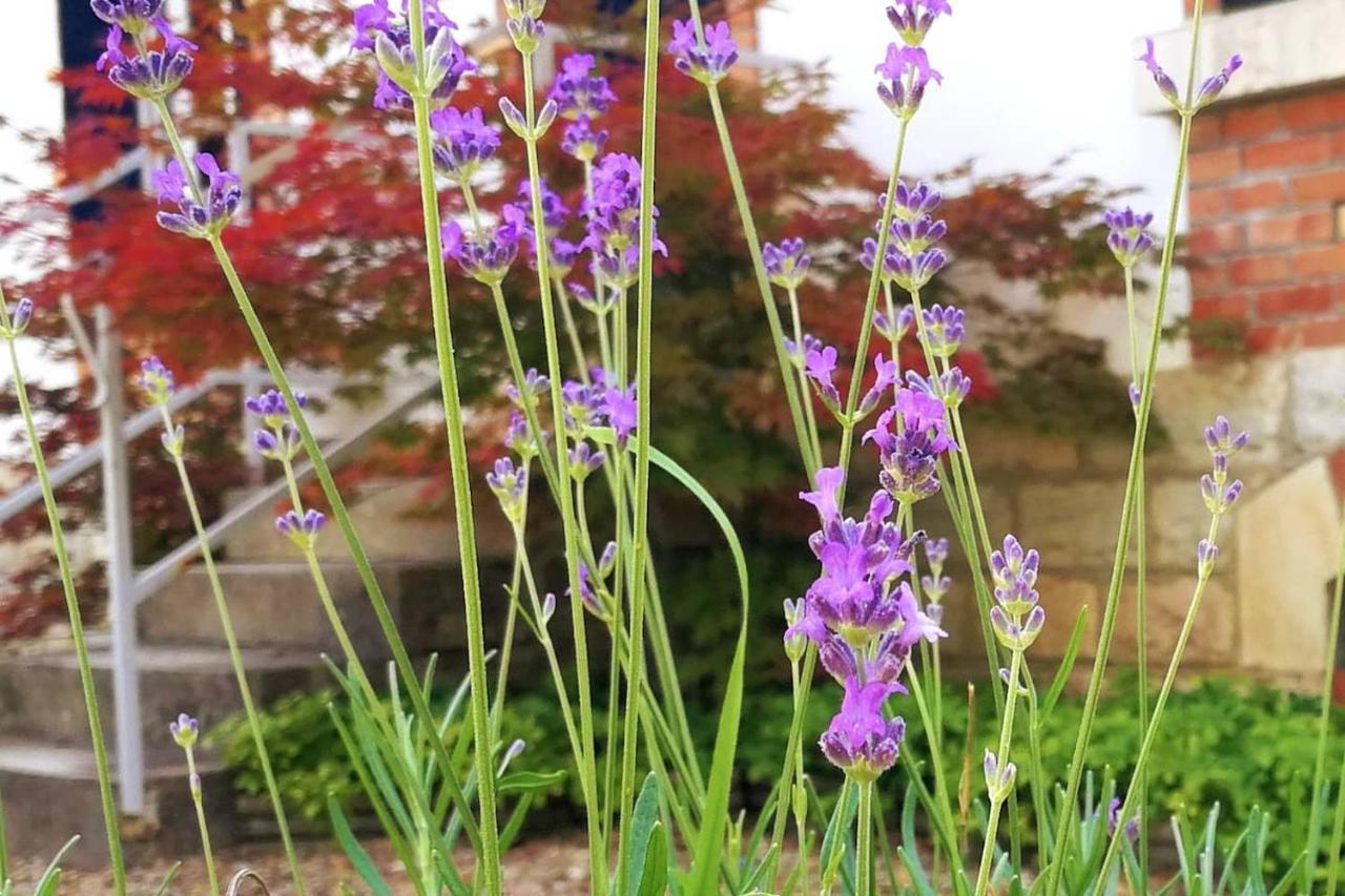 Charmante Maison Bourguignonne Avec Grand Jardin Et Parking Montbard Buitenkant foto